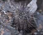 copiapoamarginatavbridgesii_small.jpg