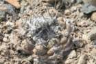 copiapoamollicula_small.jpg