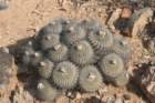 copiapoaserpentisulcata2_small.jpg