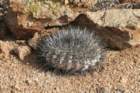 copiapoaserpentisulcata3_small.jpg