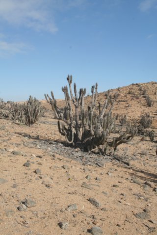 eulychniaacida.jpg