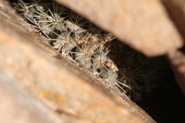 pyrrhocactuspygmaeus.jpg