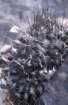 pyrrhocactuspygmaeus2_small.jpg