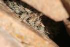 pyrrhocactuspygmaeus_small.jpg