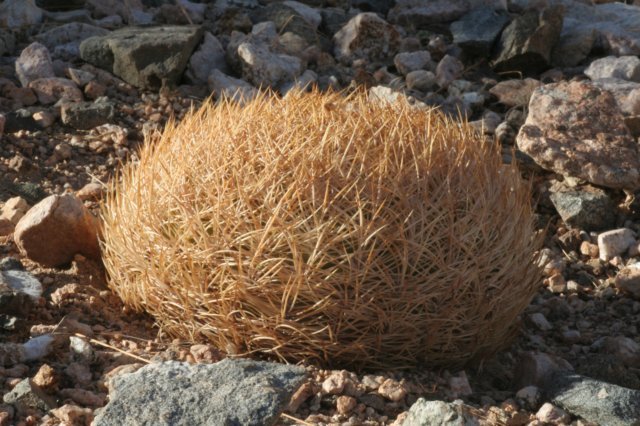 eriosyceaurata.jpg
