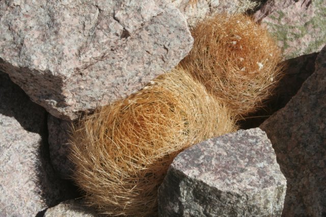 eriosyceaurata2.jpg