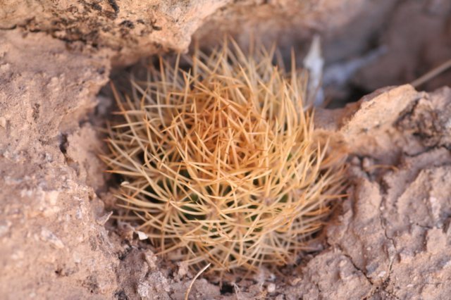 eriosyceaurata3.jpg