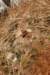 eriosyceauratanotdehiscentbybasalpore_small.jpg
