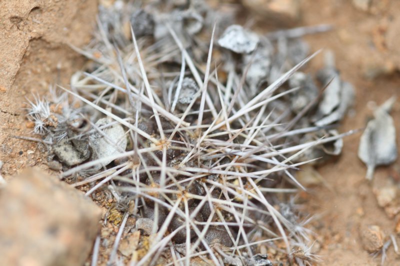 copiapoamegarhizavarborealis2.jpg