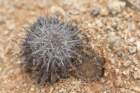copiapoamegarhizavarborealisleftneoporteriaodieriright_small.jpg