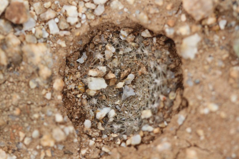 neoporteriaodieri2.jpg
