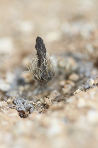neoporteriaodieri5.jpg