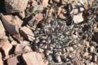neoporteriaheinrichiana2_small.jpg