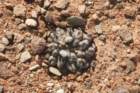 neoporteriaheinrichiana3_small.jpg