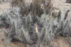 eulychniachorosensisacidavarprocumbens_small.jpg