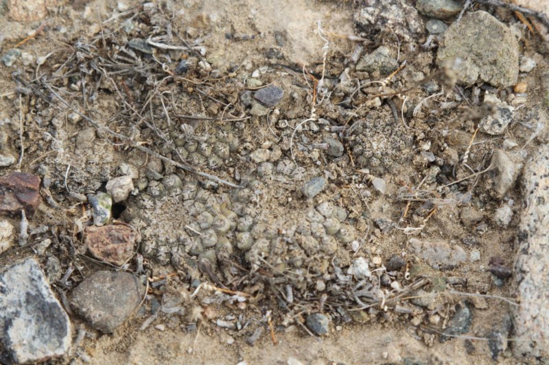 neoporterianapinasynthelocephalatenebrica4.jpg