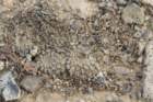 neoporterianapinasynthelocephalatenebrica4_small.jpg