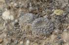 neoporterianapinasynthelocephalatenebrica5_small.jpg