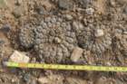 neoporterianapinasynthelocephalatenebrica6_small.jpg
