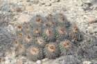 copiapoacoquimbana2_small.jpg