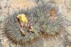 copiapoacoquimbana3_small.jpg