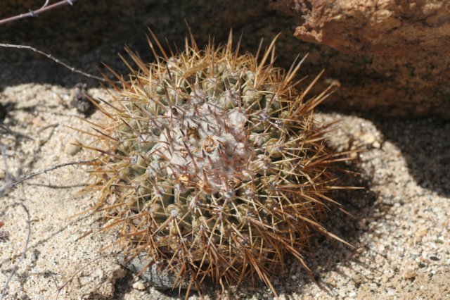 copiapoacoquimbana4.jpg