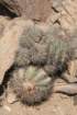 copiapoacoquimbanadomeykoensis_small.jpg