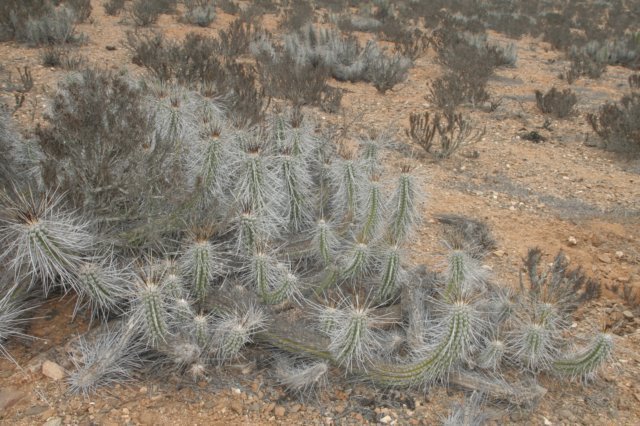 eulychniacastanea.jpg
