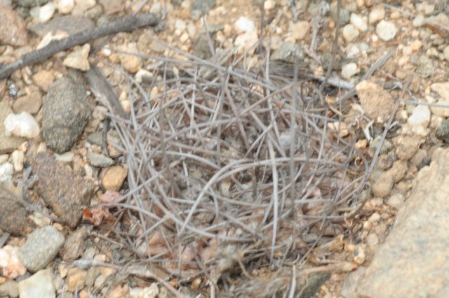 neoporteriaheinrichiana.jpg