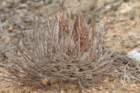 neoporteriaheinrichiana2_small.jpg
