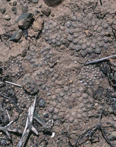 thelocephalafankhauseri4.jpg