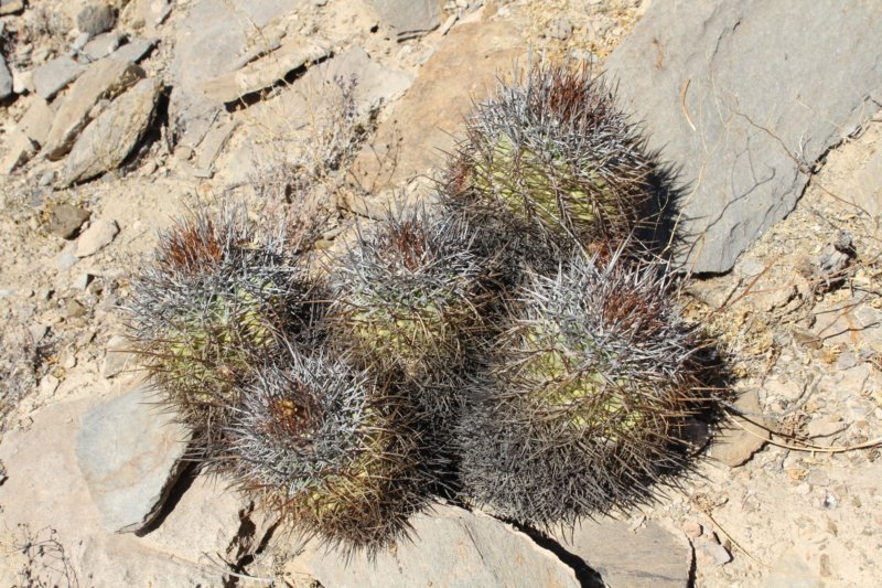 copiapoacoquimbanaandina2.jpg