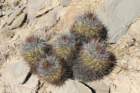 copiapoacoquimbanaandina2_small.jpg