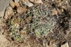 copiapoacoquimbanaandina5_small.jpg