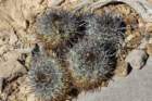 copiapoacoquimbanaandina_small.jpg