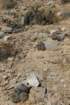 copiapoacoquimbanaandinaforegroundmiqulopuntiamiqueliiback_small.jpg