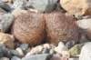 eriosyceaurata_small.jpg