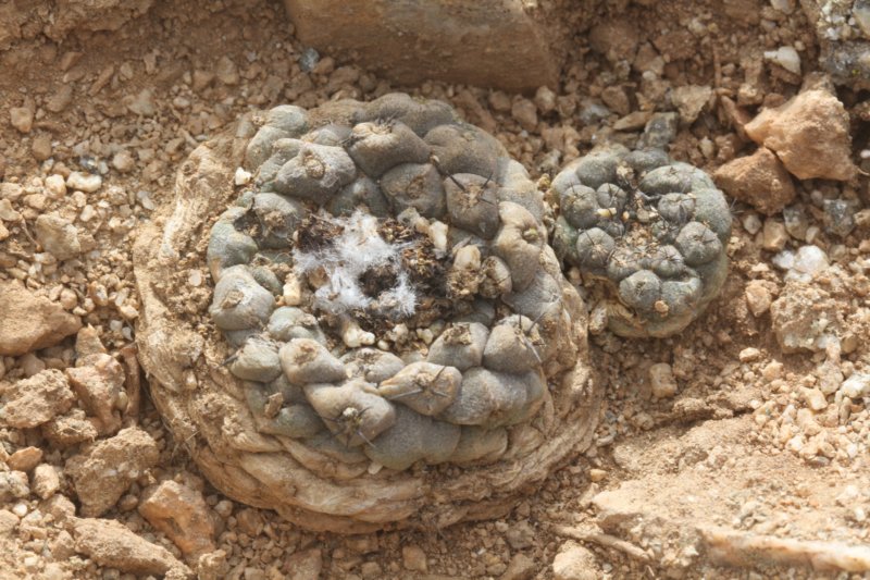 copiapoahypogea3.jpg