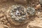 copiapoahypogea3_small.jpg