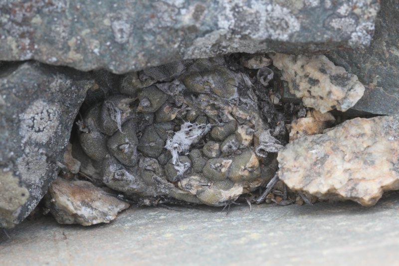 copiapoahypogea4.jpg