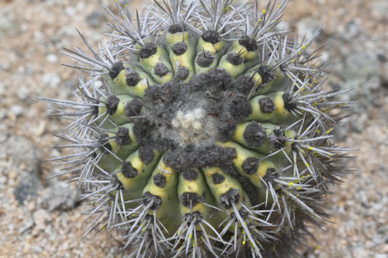 copiapoamarginata.jpg