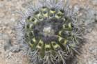 copiapoamarginata_small.jpg