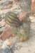 copiapoacalderana2_small.jpg