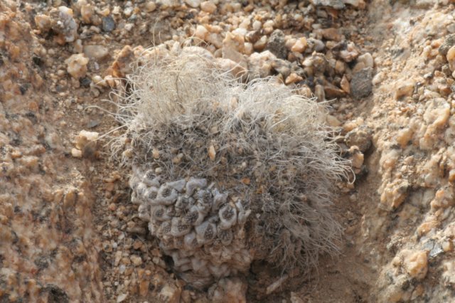 neoporteriapillispinustaltalensisvar2.jpg