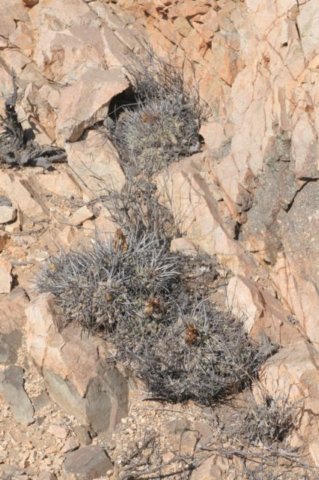 copiapoacoquimbana.jpg
