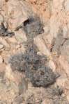 copiapoacoquimbana_small.jpg
