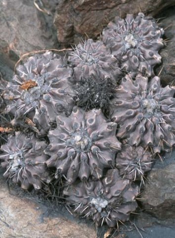 copiapoafiedleriana.jpg