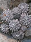 copiapoafiedleriana_small.jpg