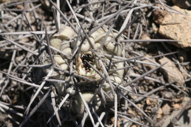 copiapoahumilisaustralis.jpg