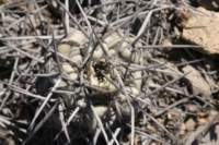 copiapoahumilisaustralis_small.jpg